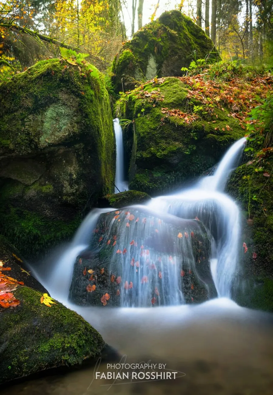Wandbild Schwarzwald Pouring II