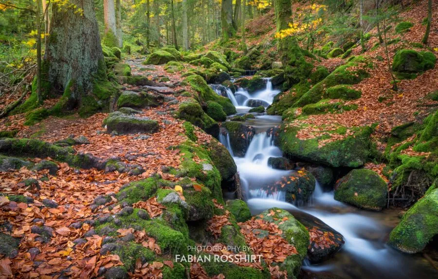Wandbild Schwarzwald Watercourse