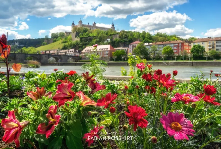 Wandbild Würzburg Flower Power
