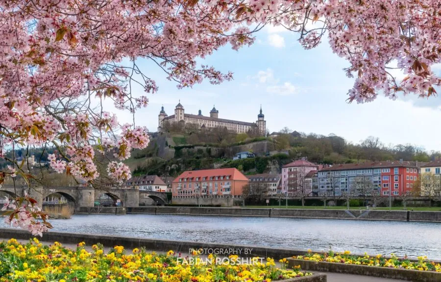Wandbild Würzburg Sakura